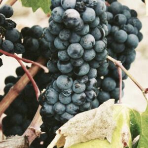 Non occaecati nostrum harum consequatur